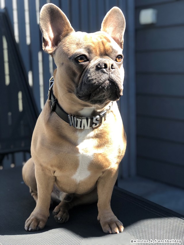 Personlig Hundehalsbånd 3 cm - Svart