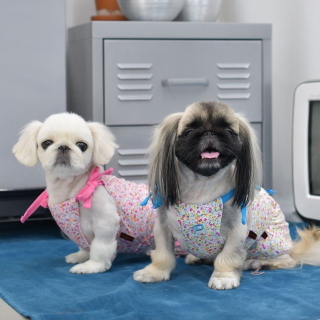 Wildflower Hundegenser - Rosa