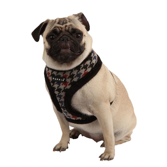 TESSELL Black - Fôret Hundesele