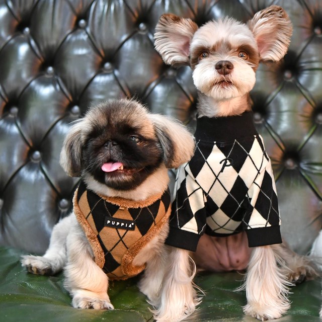 Jaden Beige - Jacket Hundesele