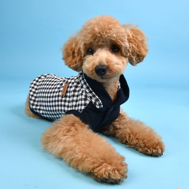 Collette - Navy