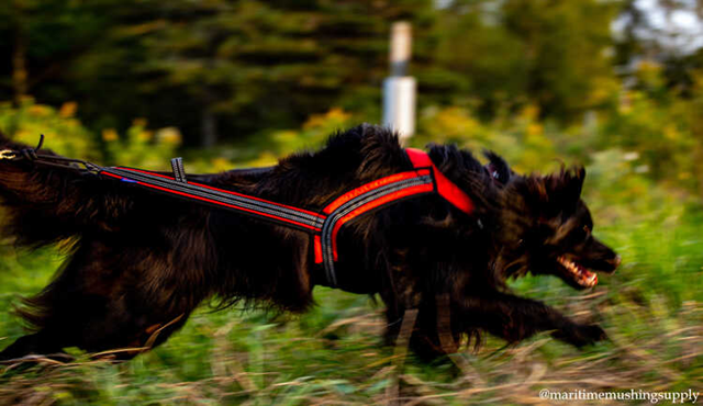 ZERO DC FASTER NEON ORANSJE & SVART