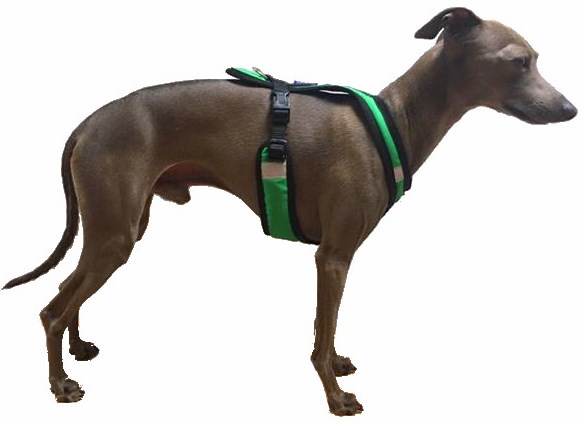 Zero DC Shorter Grønn & Svart