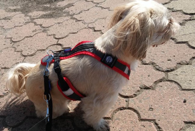 Zero DC Shorter Svart & Rød