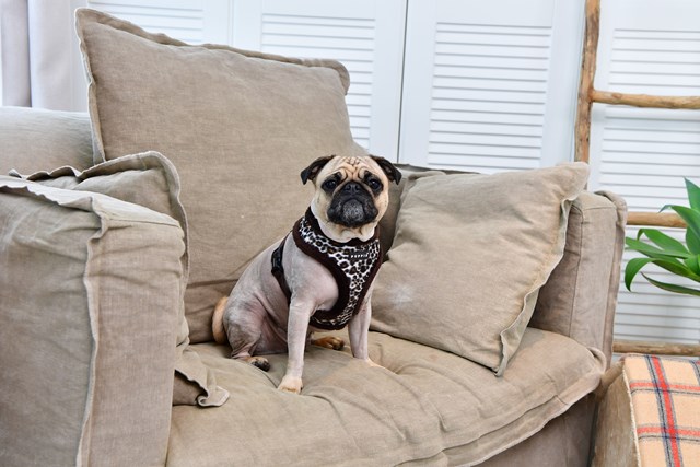 Leonard Brown - Fôret Hundesele